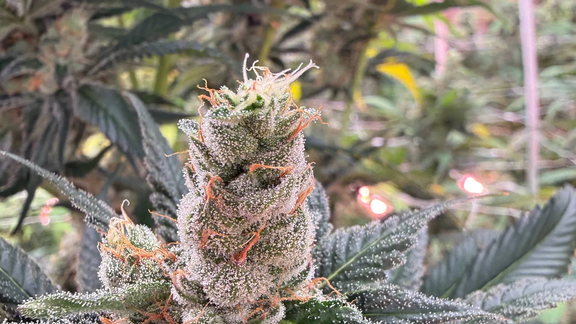 Resin-coated cannabis flower under grow lights
