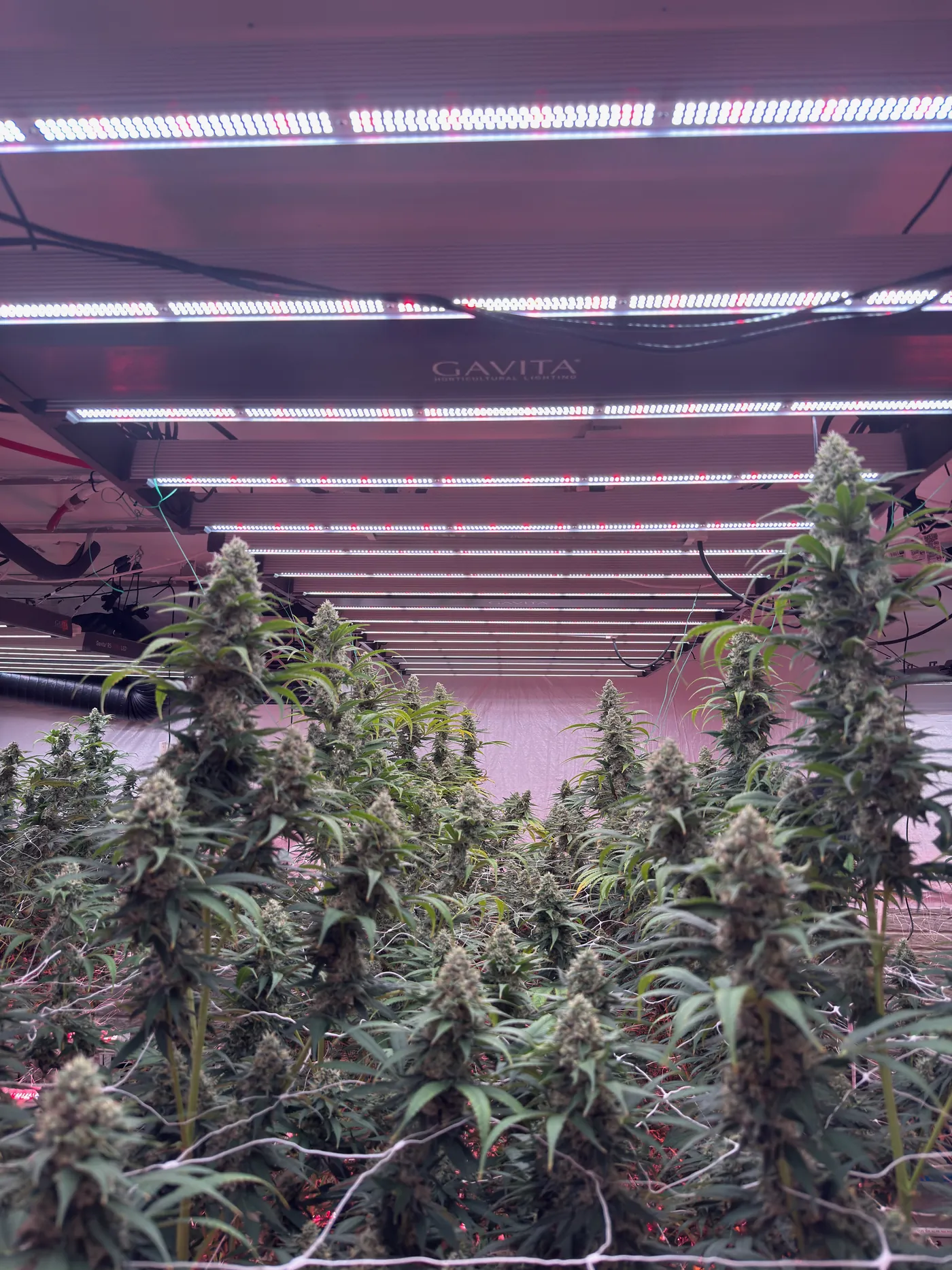 Flowering cannabis under LED light bars